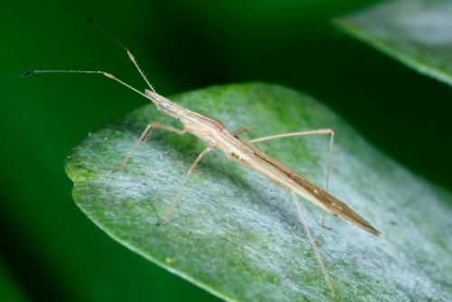 Réf. 269 567 : Berytinus hirticornis